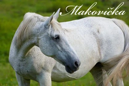 Makovička
