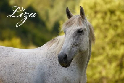 Líza