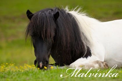 Malvínka