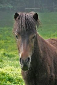 Kubko